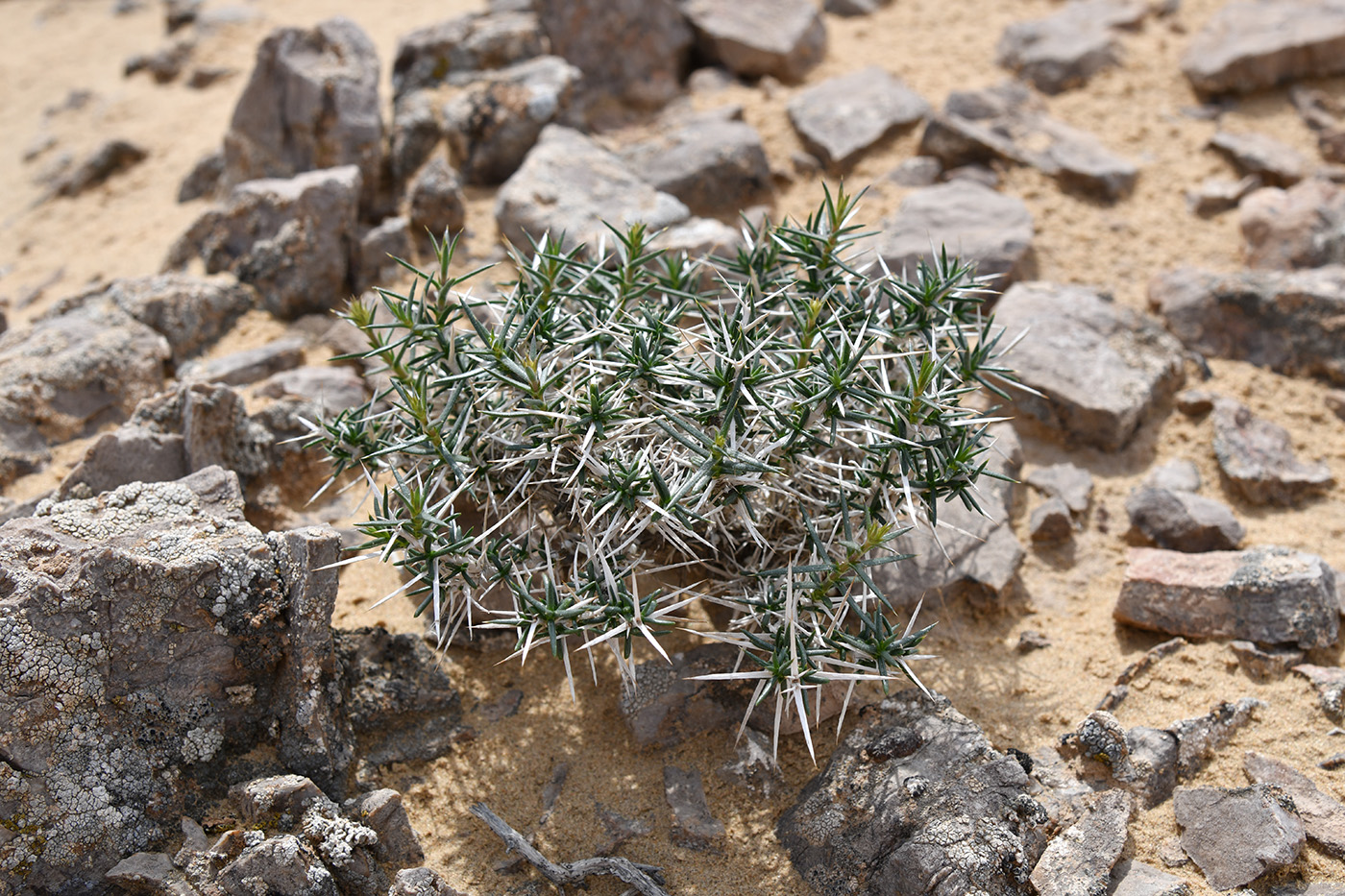 Изображение особи род Acanthophyllum.