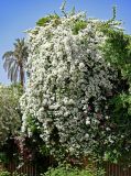 Bougainvillea glabra. Цветущие растения на ветвях другого дерева. Египет, мухафаза Кена, г. Луксор, Карнакский храмовый комплекс, в культуре. 06.05.2023.