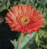 Gerbera jamesonii