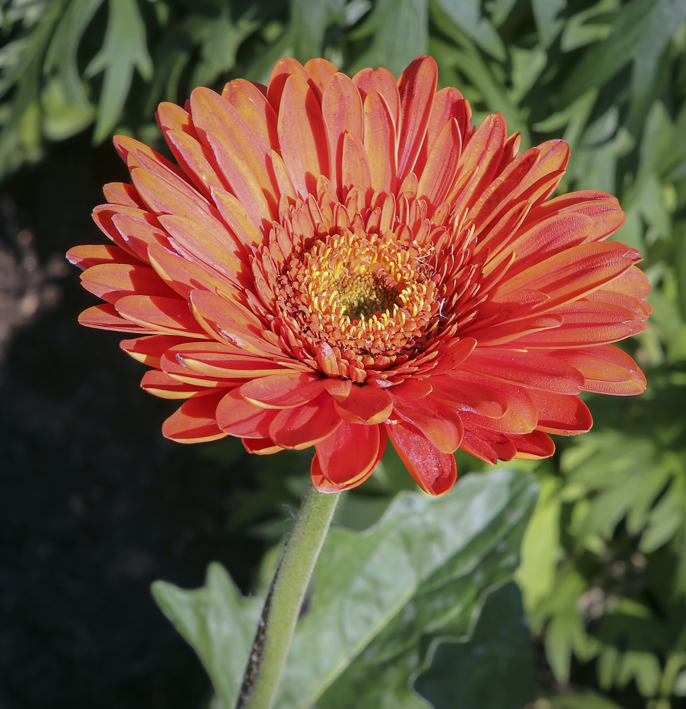 Изображение особи Gerbera jamesonii.