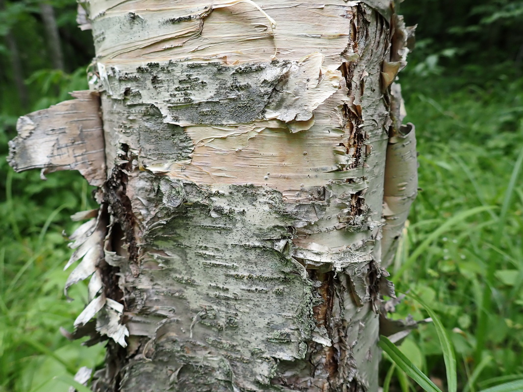 Изображение особи Betula costata.