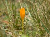 Crocus scharojanii. Цветущее растение. Карачаево-Черкесия, Урупский р-н, хр. Загедан, склон горы Шхуанта, ≈ 2400 м н.у.м., альпийский луг. 10.08.2023.