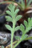 Papaver tolmachevii