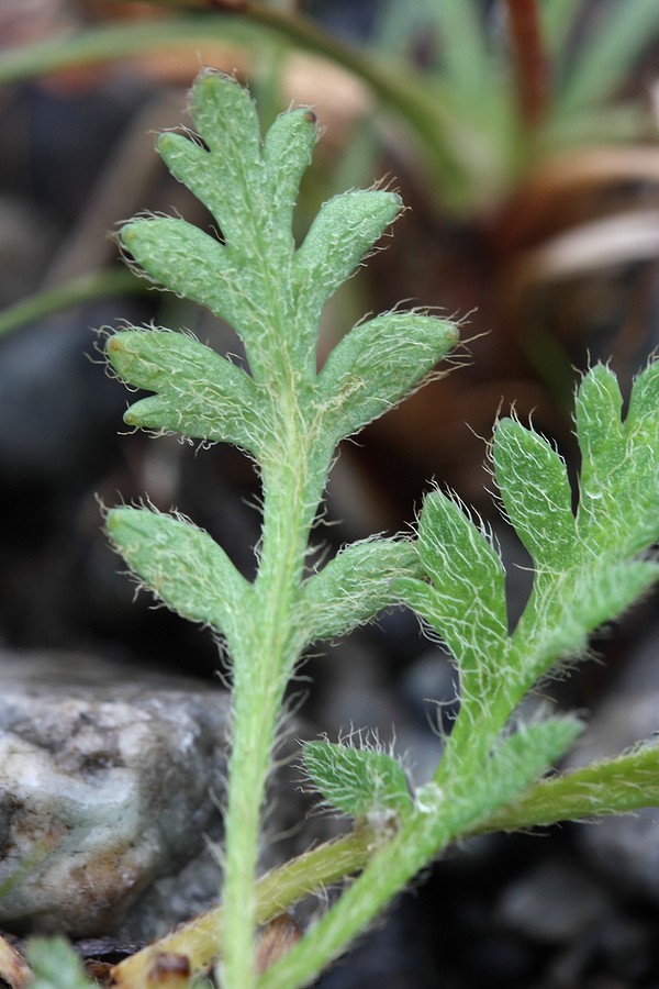 Image of Papaver tolmachevii specimen.