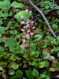 Pyrola incarnata. Цветущие растения в сообществе с Ribes. Красноярский край, Таймырский Долгано-Ненецкий р-н, плато Путорана, окр. водопада Брат, смешанный лес. 24.07.2023.