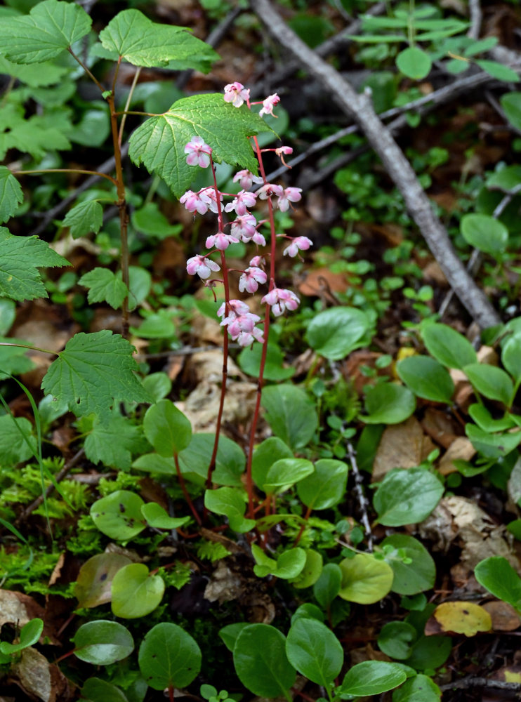 Изображение особи Pyrola incarnata.