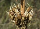 Gentiana lutea. Часть соплодия со вскрывшимися зрелыми плодами; видны семена. Испания, автономное сообщество Каталония, провинция Жирона, комарка Рипольес, муниципалитет Сеткасес, окр. н.п. Сеткасес, ≈1500 м н.у.м., южный склон горы Puig d’en Santana, зарастающая кустарником переходная зона от леса к выгону. 08.10.2023.