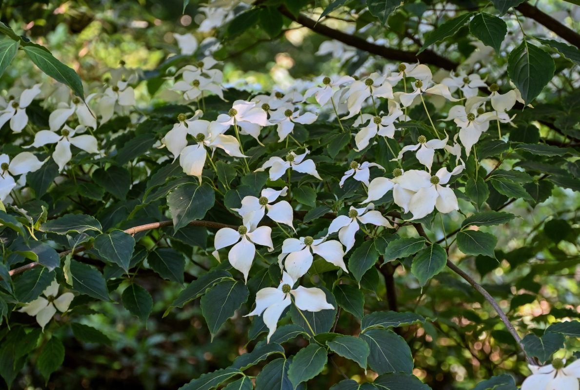 Изображение особи Cynoxylon kousa.