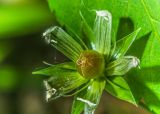 Stellaria holostea