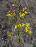 Senecio jacobaea. Верхушка растения с соцветиями и соплодиями. Владимирская обл., Петушинский р-н, окр. с. Марково, залежь. 23.09.2023.