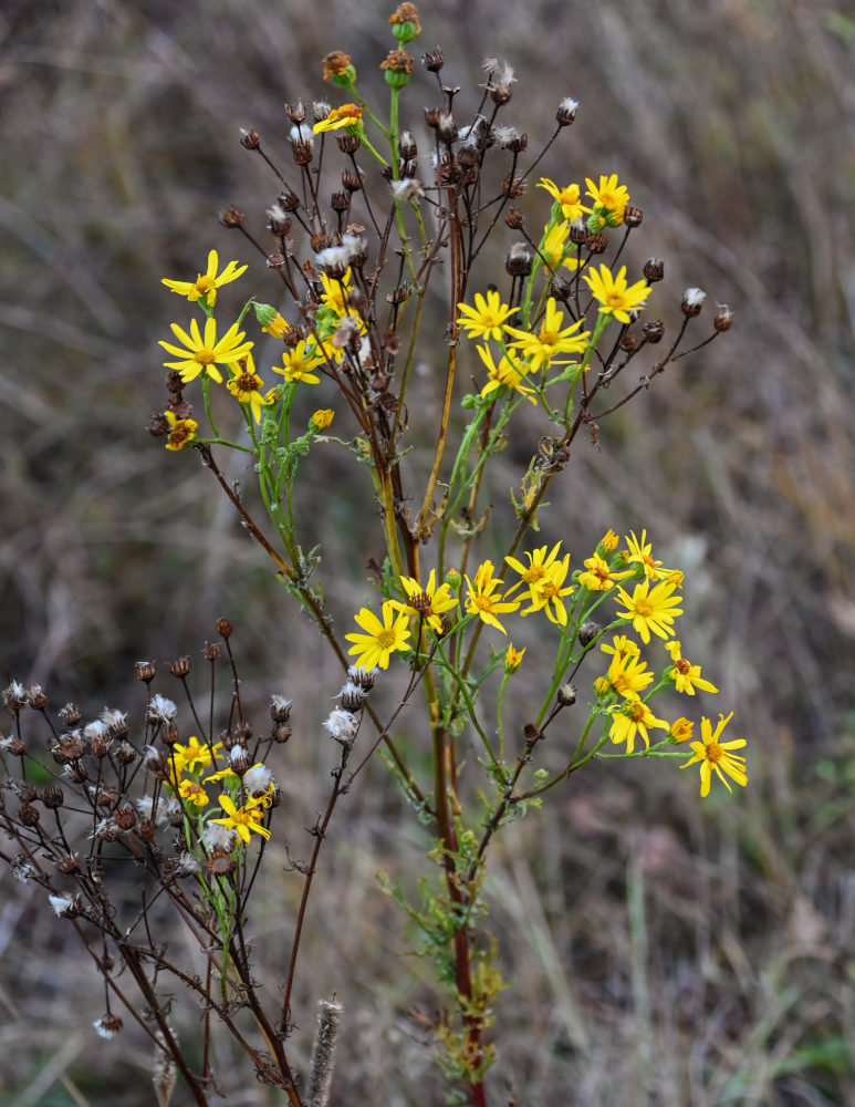 Изображение особи Senecio jacobaea.