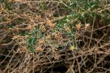 Carthamus fruticosus. Верхушка ветви с соцветием и раскрывшимися соплодиями. Марокко, обл. Драа - Тафилалет, окр. г. Тингир, ущелье Тодра, на скале. 02.01.2023.