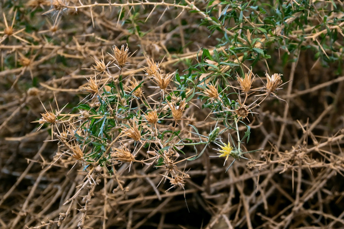 Изображение особи Carthamus fruticosus.