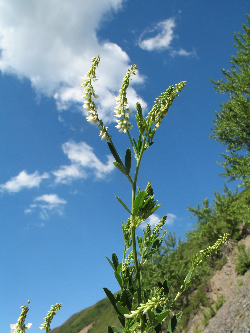 Image of Melilotus albus specimen.