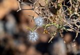 Launaea arborescens