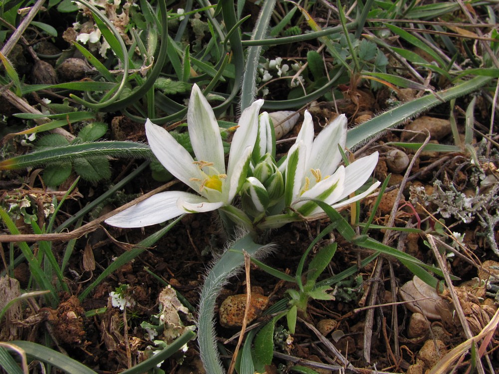 Изображение особи Ornithogalum fimbriatum.