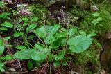 Pachyphragma macrophyllum. Отплодоносившее растение. Чечня, Шатойский р-н, Нихалойские водопады, широколиственный лес, поросший мхами каменистый склон. 26.07.2022.