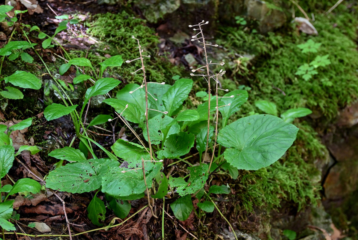 Изображение особи Pachyphragma macrophyllum.