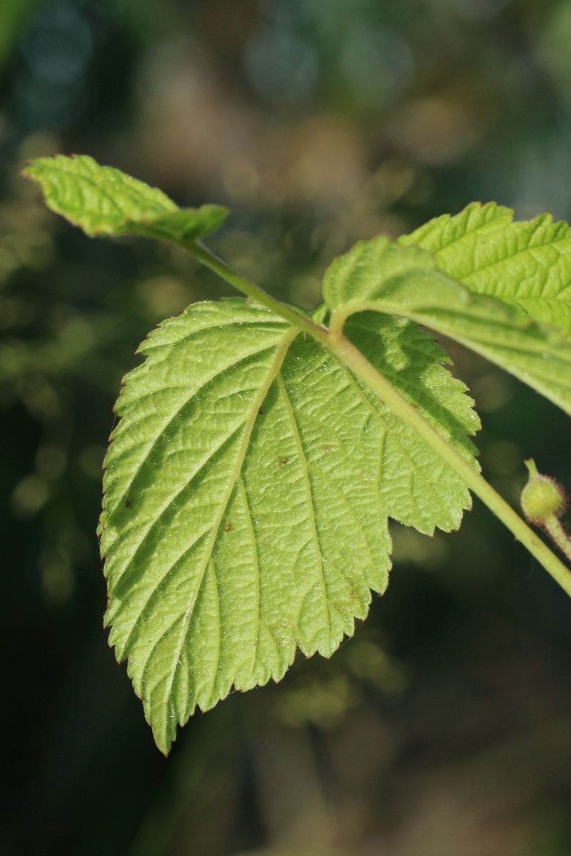 Изображение особи Rubus caesius.