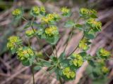 Euphorbia esula. Соцветия с завязями. Пермский край, Кунгурский р-н, окр. дер. Дейково, окр. ур. Греховская гора, крутой склон. 04.06.2023.