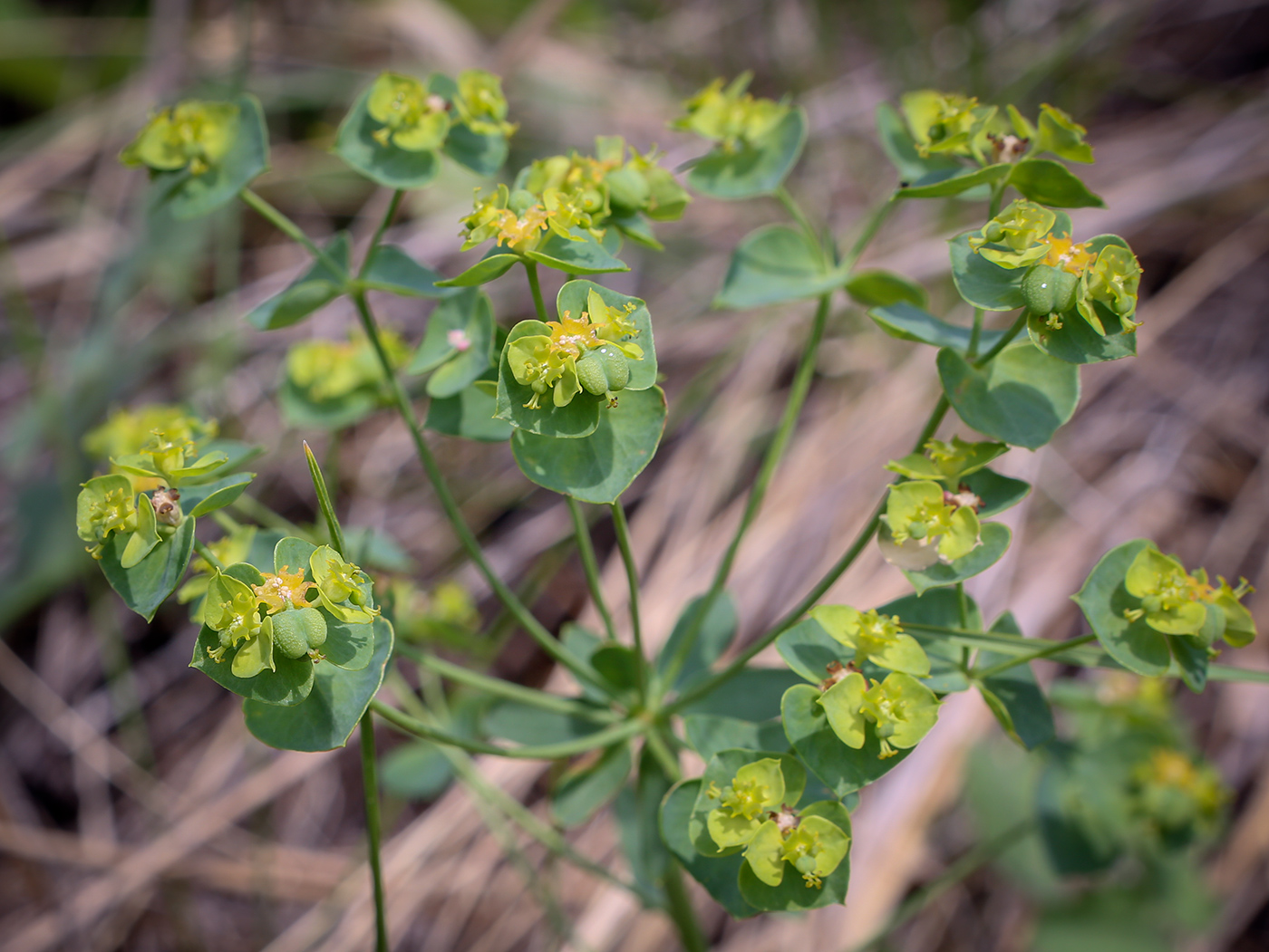 Image of Euphorbia esula specimen.