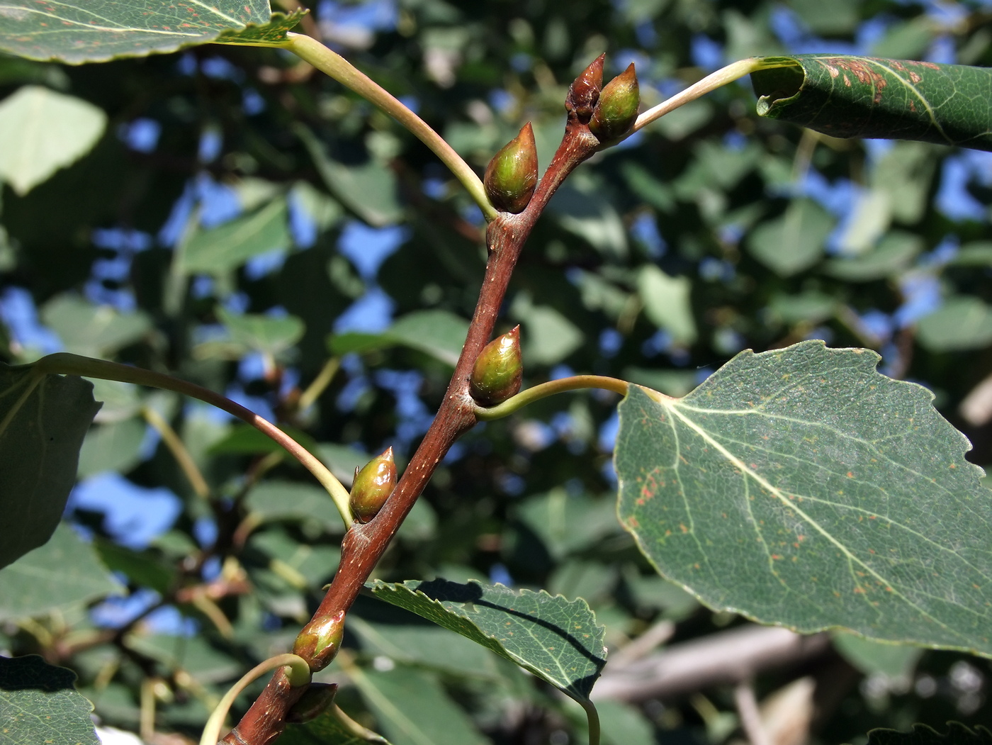 Image of Populus tremula specimen.