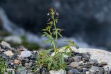 Cleome ornithopodioides. Цветущее и плодоносящее растение. Северная Осетия, Алагирский р-н, окр. пос. Верхний Фиагдон, каменистый берег реки. 23.07.2022.