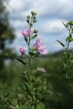 Malva thuringiaca