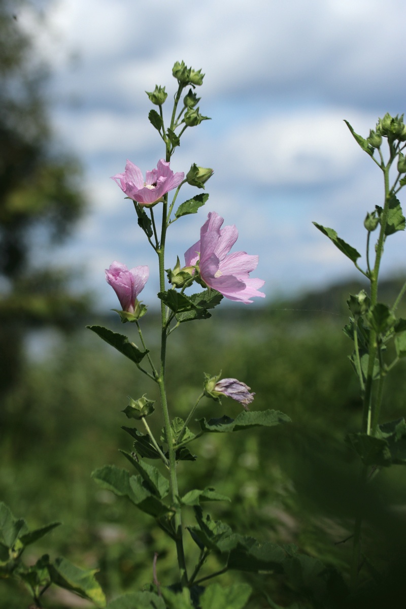 Image of Malva thuringiaca specimen.