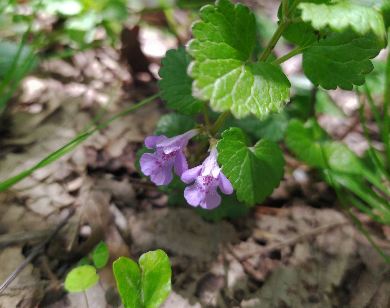 Изображение особи Glechoma hederacea.