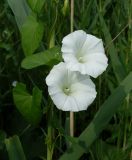 Calystegia sepium. Цветы и листья. Ростовская обл., окр. г. Азов, берег протоки Азовка. 19 июня 2011 г.