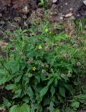 Geum aleppicum