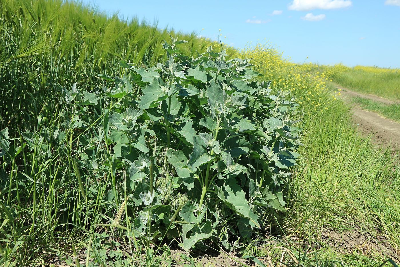 Изображение особи Atriplex tatarica.