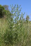 Lithospermum officinale