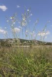 Anthericum ramosum