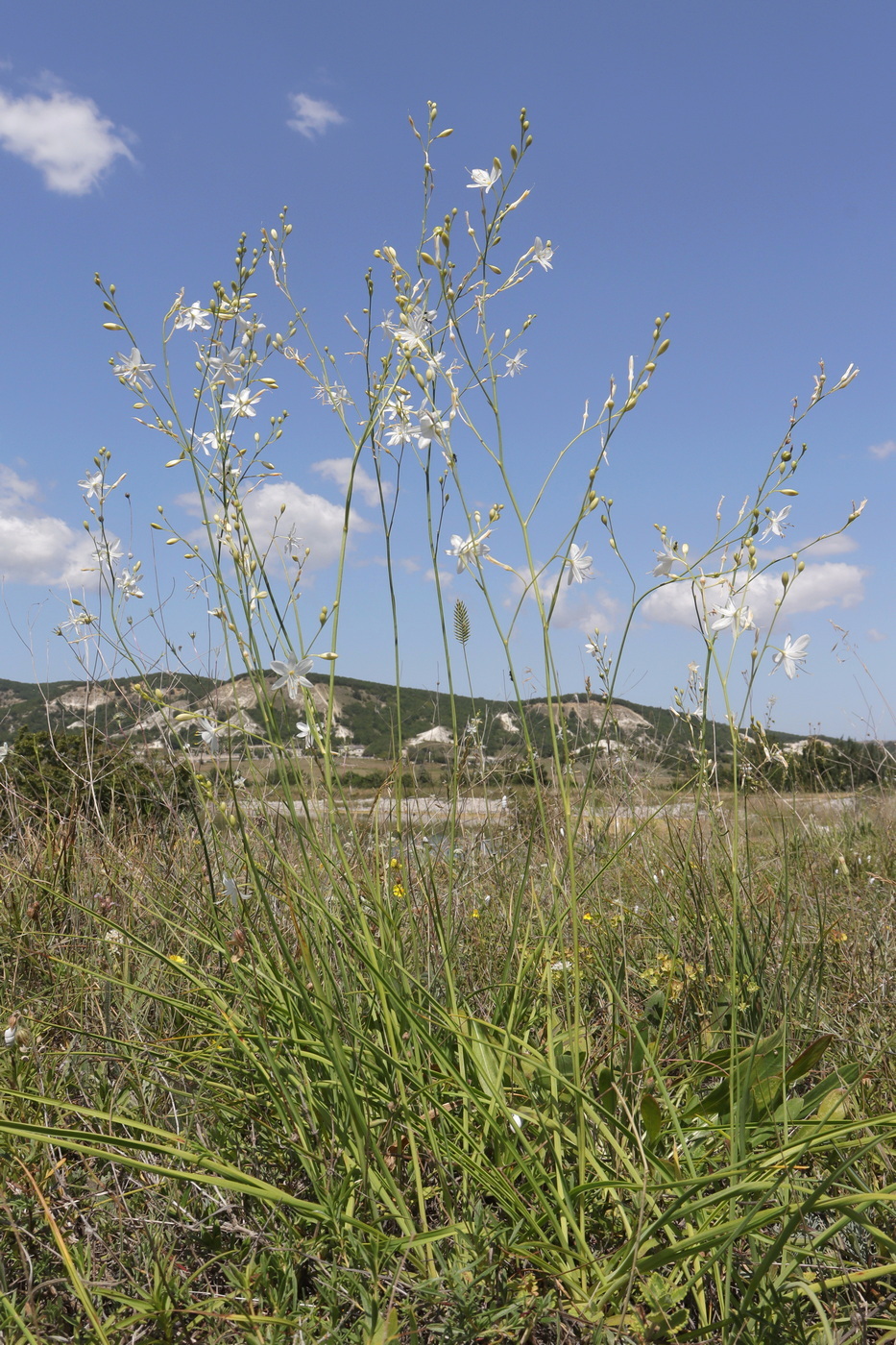 Image of Anthericum ramosum specimen.