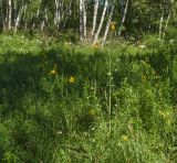 genus Tragopogon