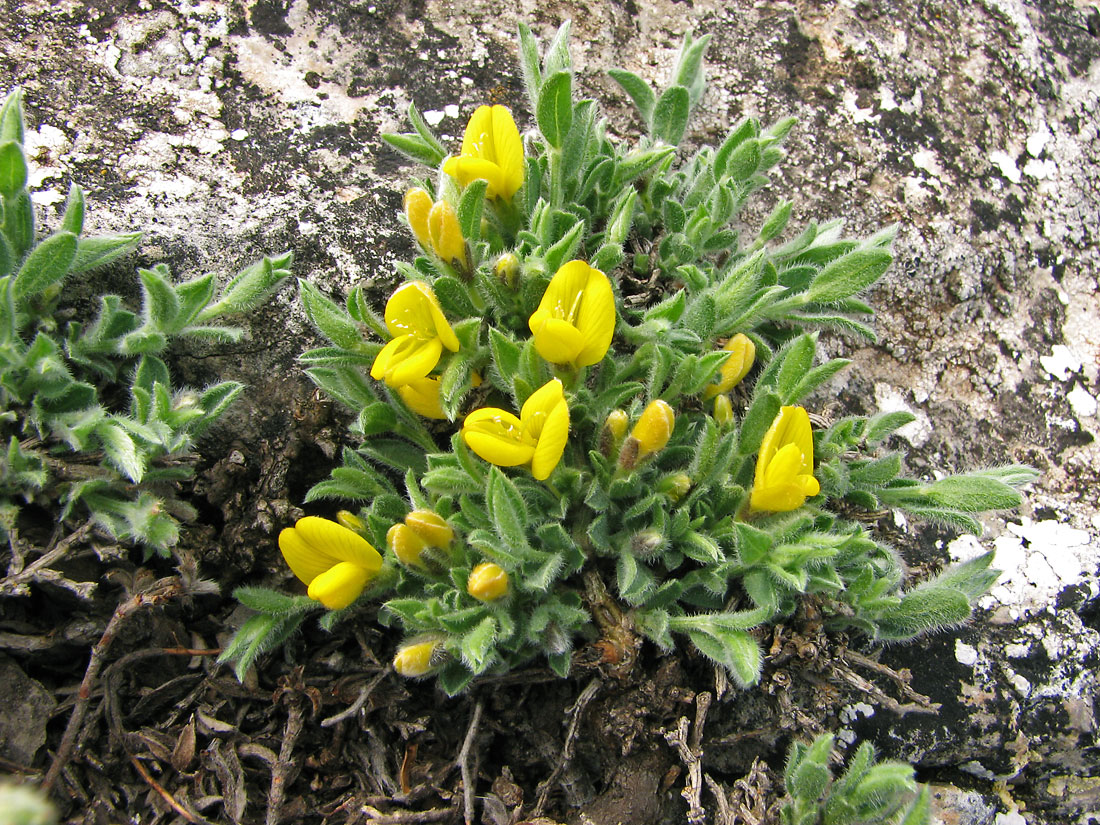 Image of Genista millii specimen.