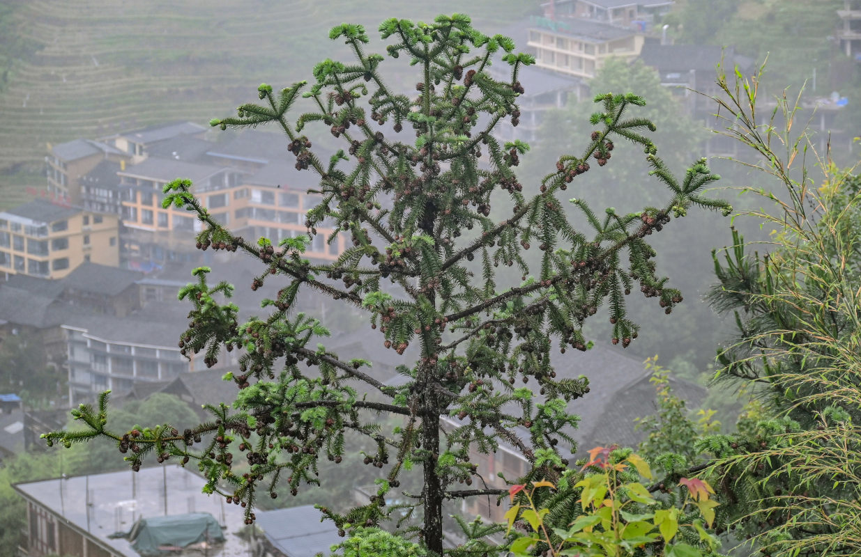 Image of Cunninghamia lanceolata specimen.