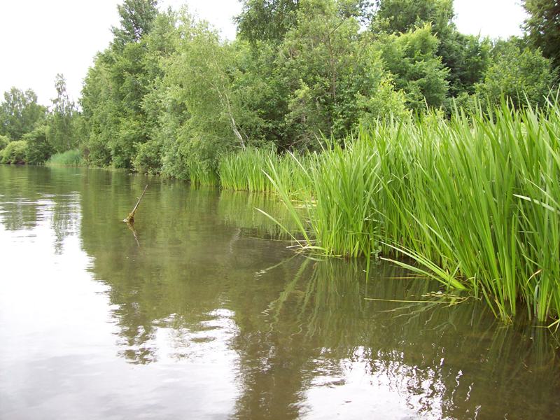 Image of Acorus calamus specimen.