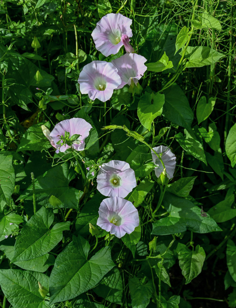 Изображение особи Calystegia spectabilis.