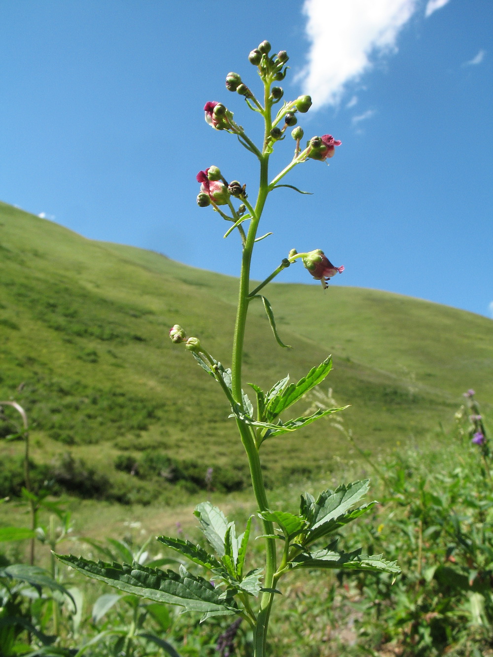 Image of Scrophularia incisa specimen.