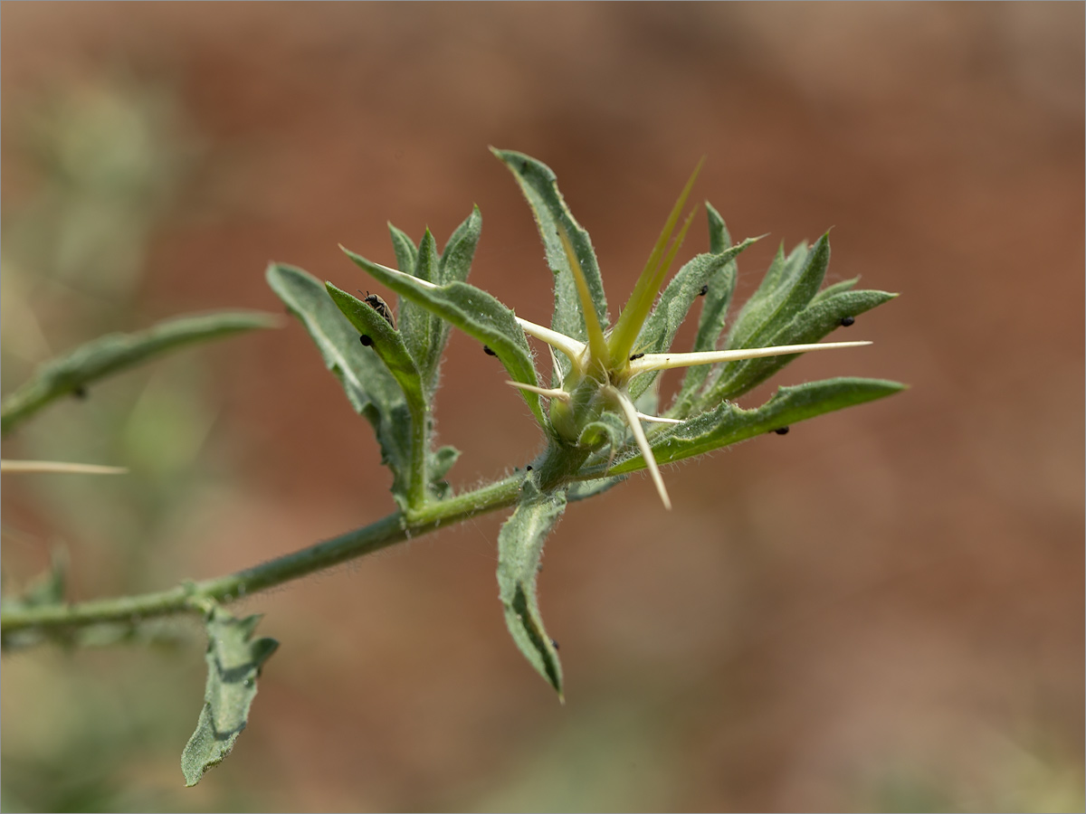 Изображение особи род Centaurea.