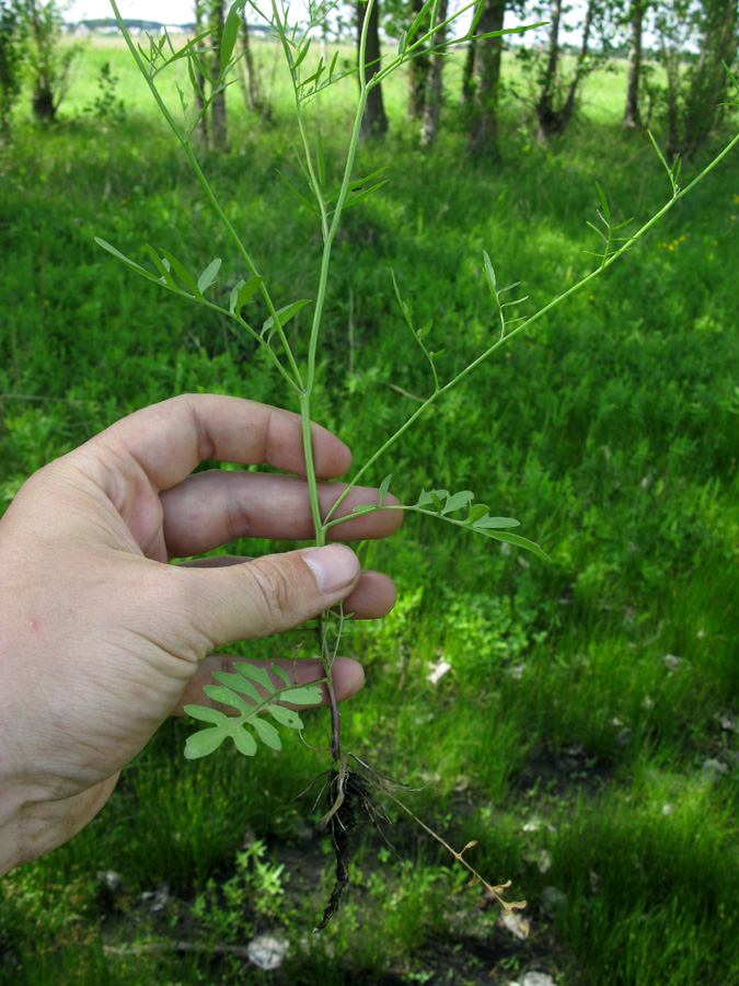 Image of Rorippa brachycarpa specimen.