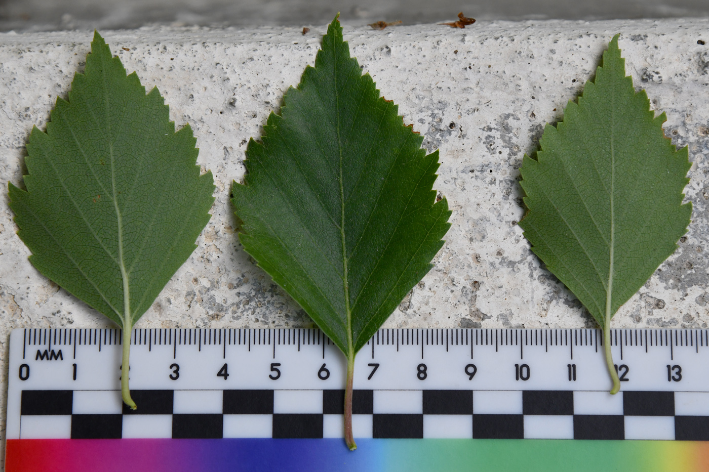 Image of Betula pamirica specimen.