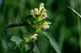Galeopsis speciosa. Верхушка побега с соцветием. Московская обл., Сергиево-Посадский р-н, долина р. Пажа, луг. 20.07.2024.