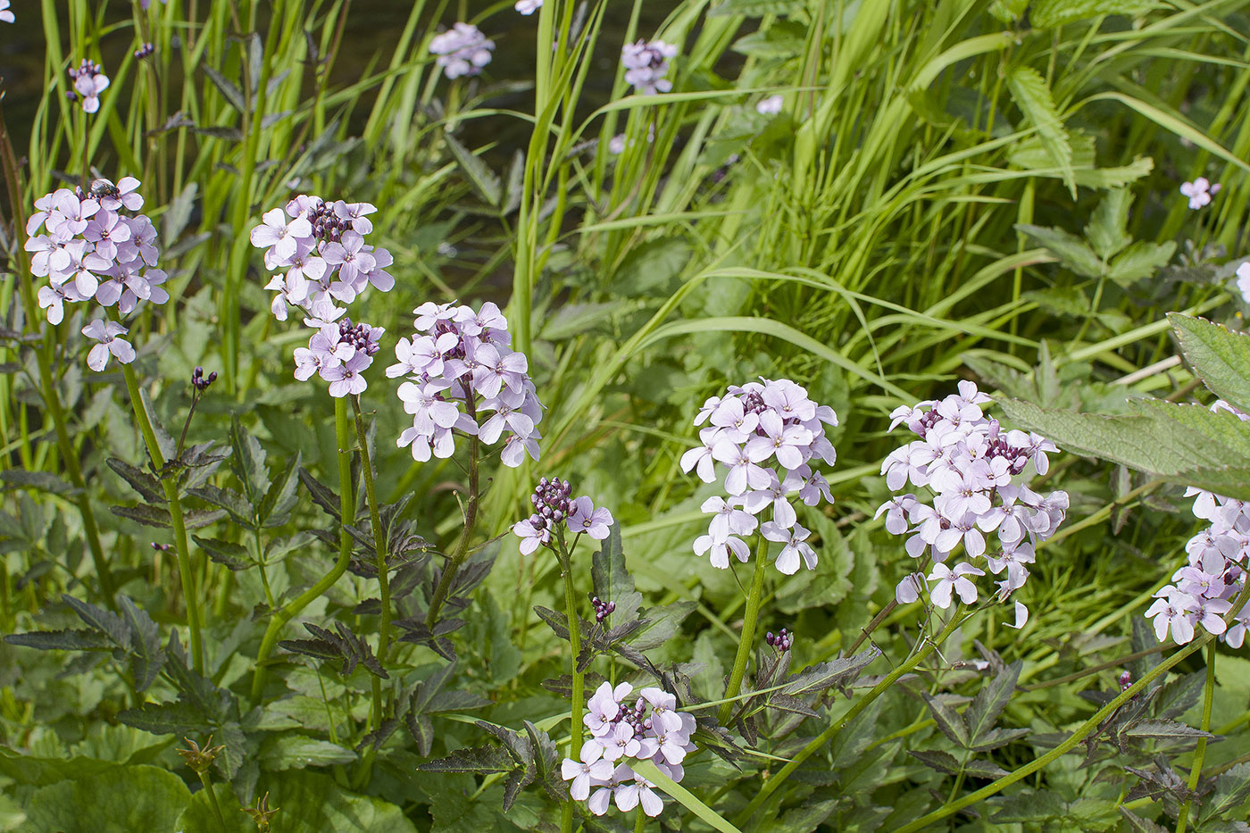 Изображение особи Cardamine macrophylla.