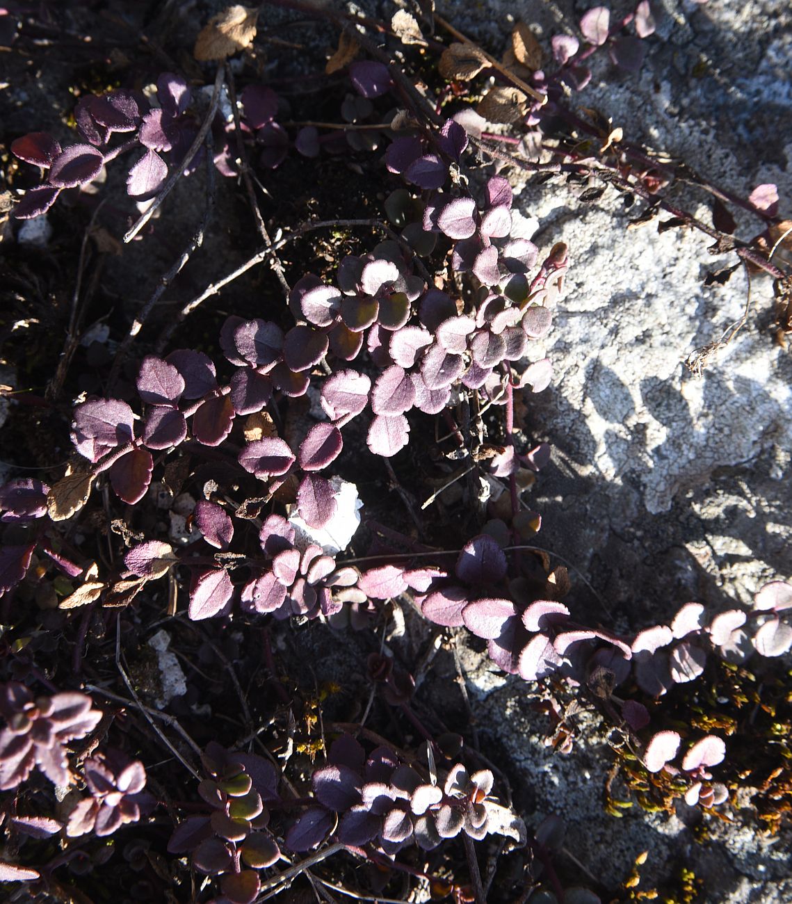 Image of Veronica liwanensis specimen.