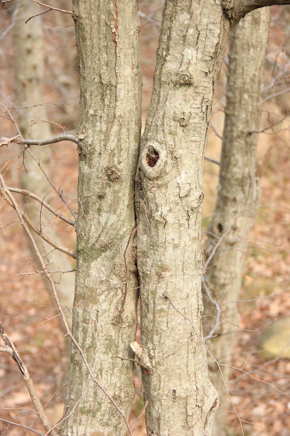 Image of Carpinus orientalis specimen.