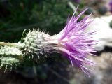 Ptilostemon chamaepeuce